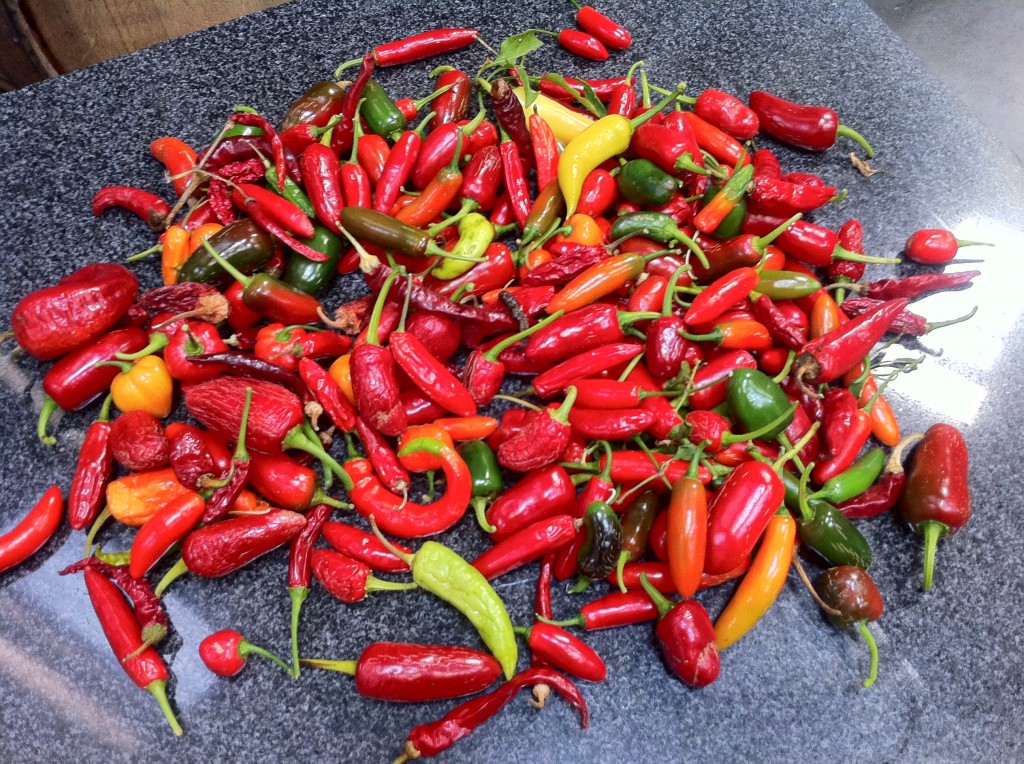 a pile of chili pepper varieties