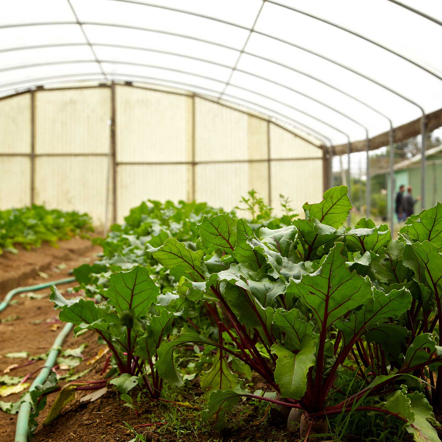 green house lettuce