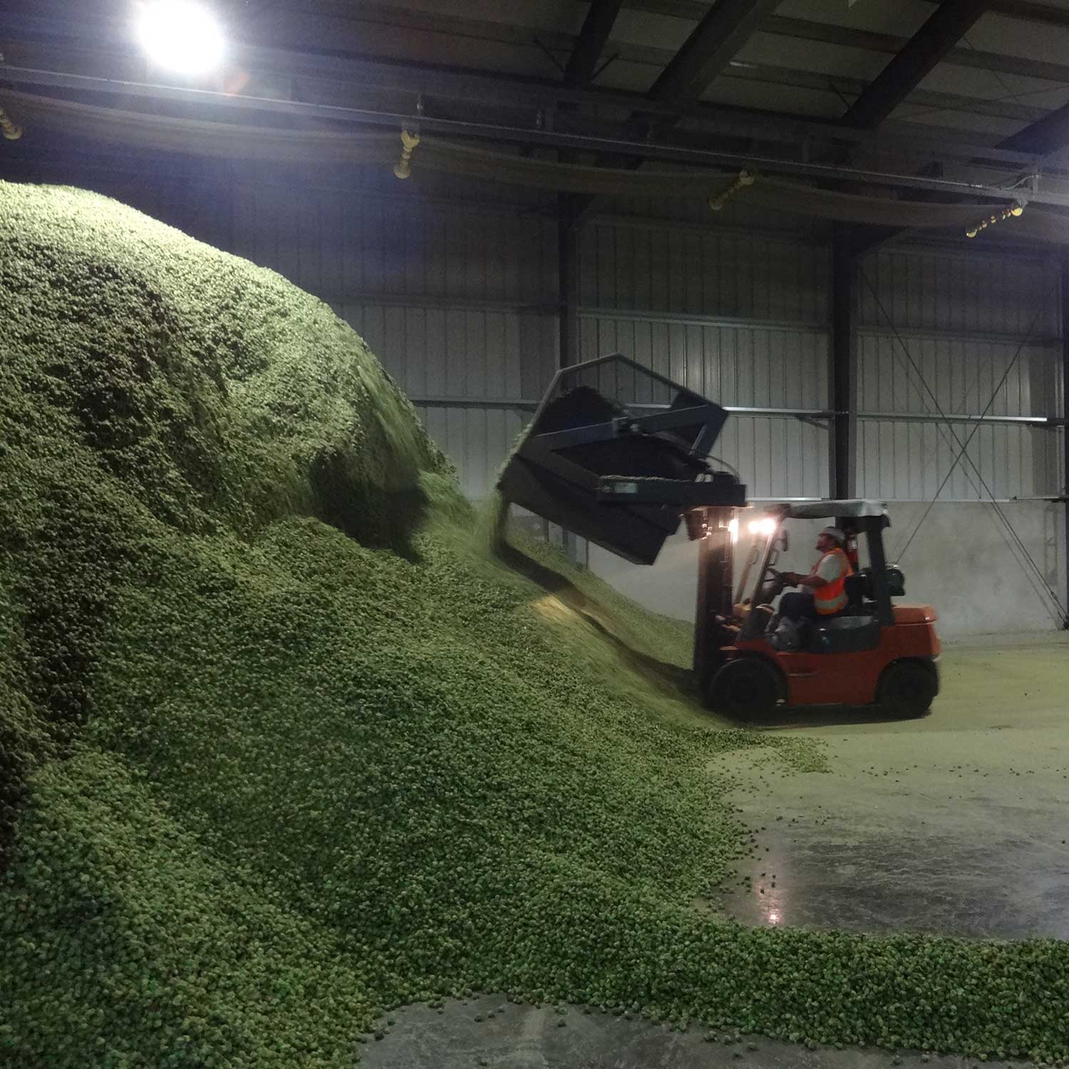 warehouse of hops