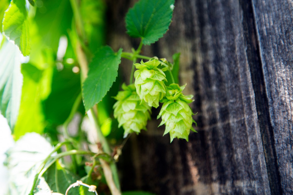 Hop-Picture_2