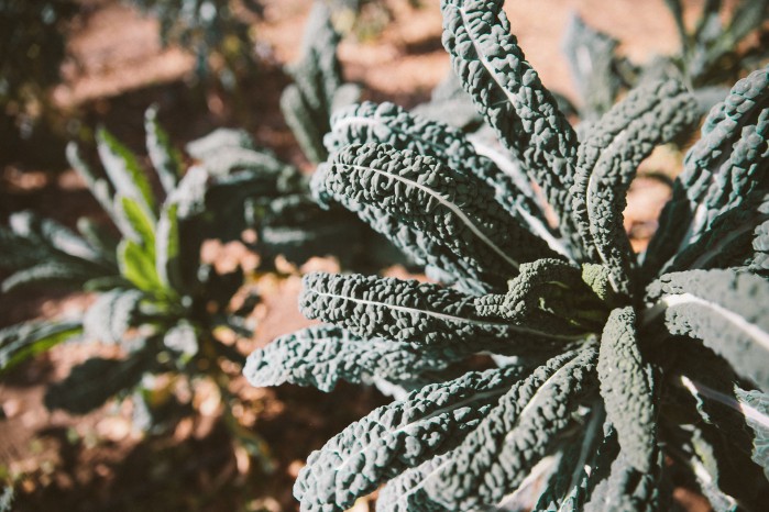 close up on leafy greens