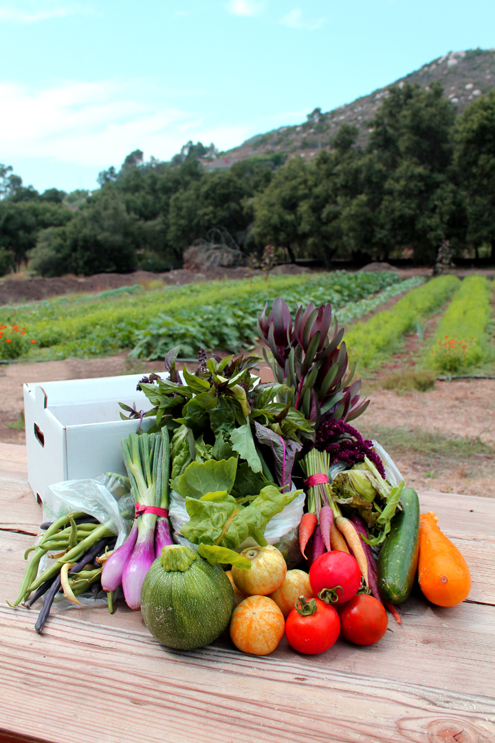 beautiful garden vegetables