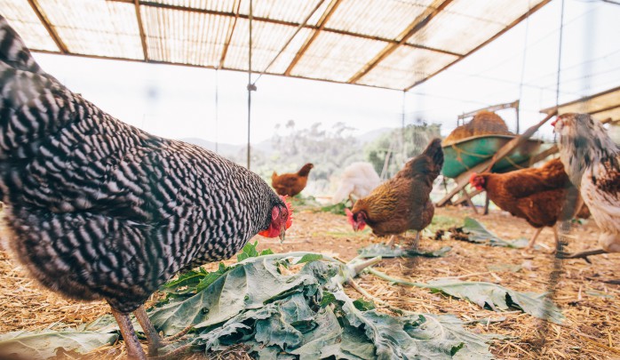 lunch time for chickens