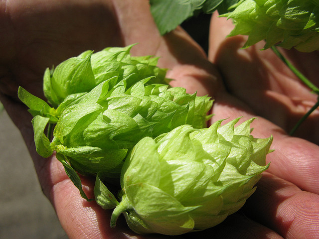 Beautiful, Beautiful Hops Fresh Hops