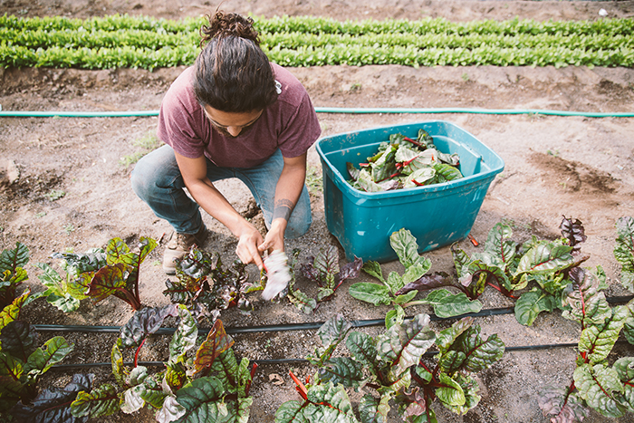 harvesting some greens