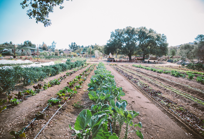 rows of veggies