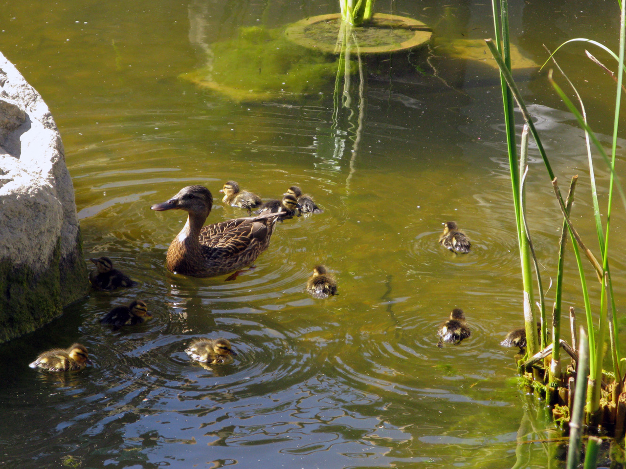 Mother and ducklings At a whopping eleven ducklings, this is the largest hatching we've ever had. Check out the flickr set for more photos.