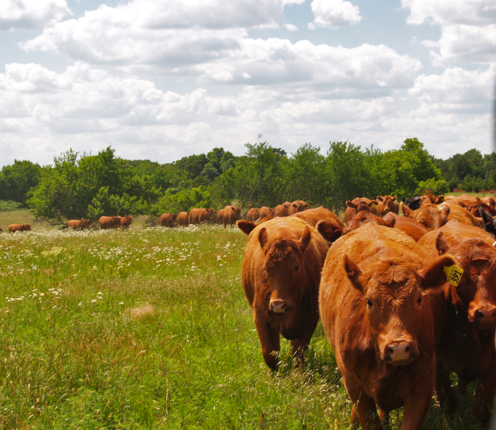 Red Buffalo Ranch, home to Tallgrass Beef's grass-fed/grass-finished cattle