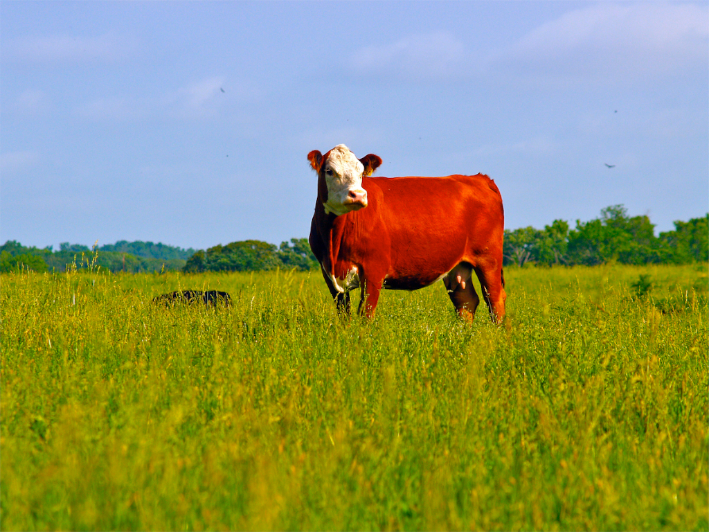 All of our meat, including chicken and fish, is hormone and anti-biotic free, or never-never, as it's called in the industry.