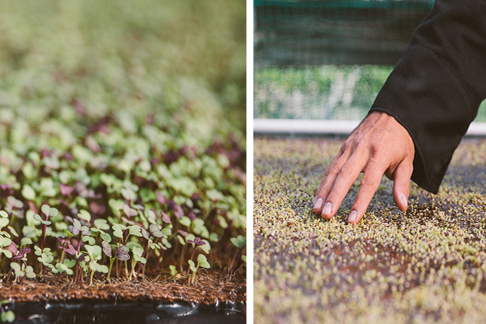 yummy micro greens