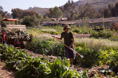 farming lettuce