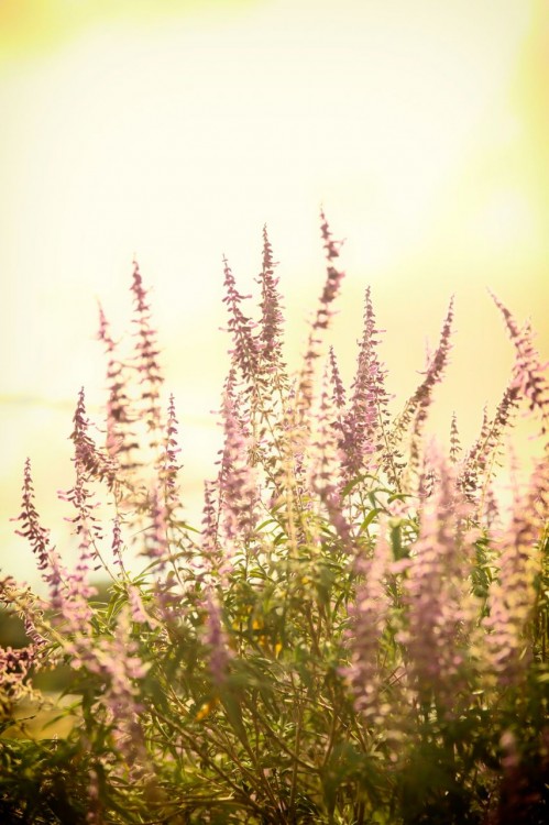 purple flowers