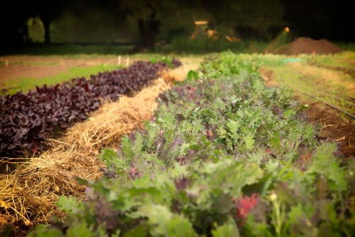 produce in rows