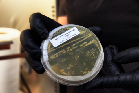 white_labs_15 A plate of Stone Brewing Co. yeast colonies at White Labs